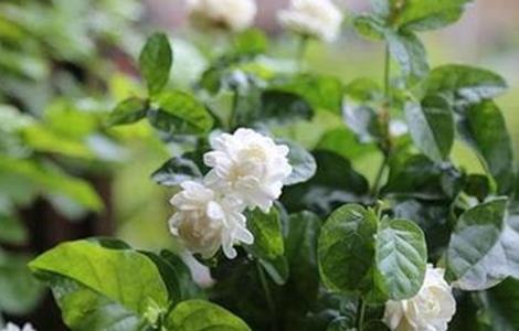 茉莉的养殖方法与注意事项（茉莉养殖方法和注意事项大全）