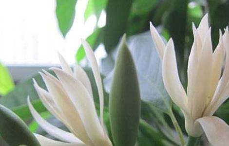 黄桷兰的养殖方法（黄桷兰的养殖方法室内）