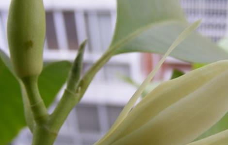 黄桷兰的繁殖方法 黄桷兰如何移栽