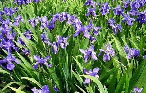 鸢尾的栽培技术要点（鸢尾花栽培技术）