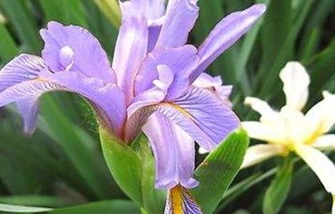 鸢尾栽培管理技术 鸢尾栽培管理技术规程