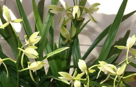 兰花夏季养护管理要点（兰花夏季养护方法）