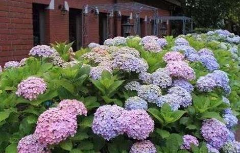 八仙花的养殖方法和注意事项 八仙花的养殖方法和注意事项