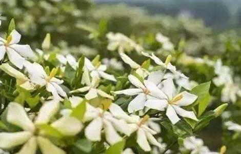 栀子花的养殖方法与注意事项 栀子花的养殖方法与注意事项有哪些