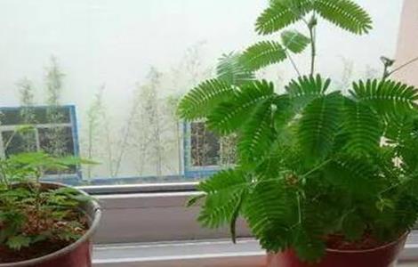 含羞草养殖方法及注意事项 含羞草的养殖方法与注意事项