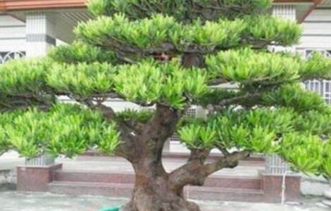 罗汉松养殖方法和注意事项 罗汉松养殖方法和注意事项视频