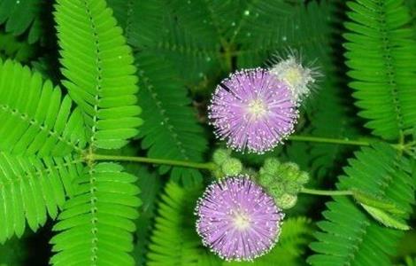 含羞草不开花原因及解决方法（含羞草不开花的原因）