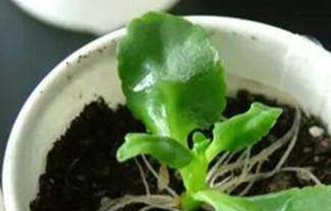 长寿花扦插注意要点（长寿花的扦插方法和注意事项）