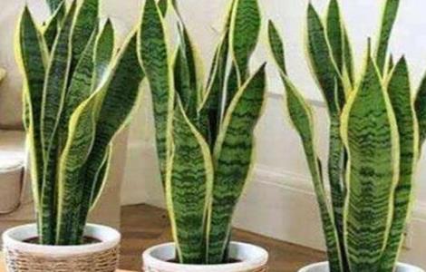 虎皮兰的养殖方法与注意事项（虎皮兰的养殖方法与注意事项视频）