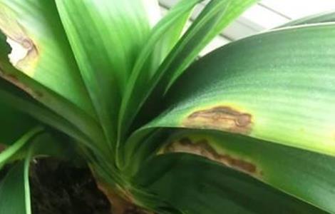 君子兰叶子发黄该怎么办 君子兰叶子发黄怎么回事儿?