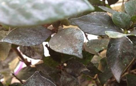 栀子叶子边缘发黑枯萎（栀子花叶子边缘发黑干枯）