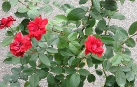 月季养殖方法及注意事项（月季养殖方法及注意事项图片）