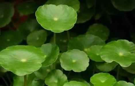 铜钱草 养殖方法 注意事项