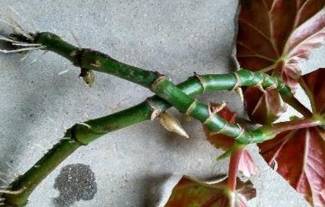 竹节海棠怎么扦插（斑叶竹节秋海棠怎么扦插）