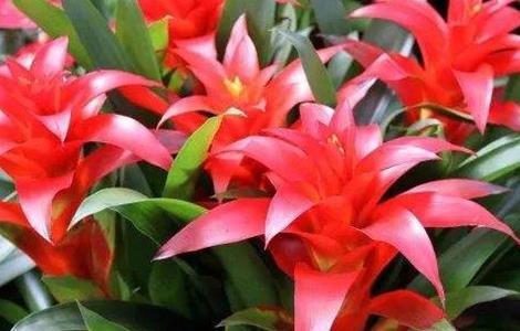 鸿运当头养殖方法和注意事项（鸿运当头的养殖方法和注意事项）