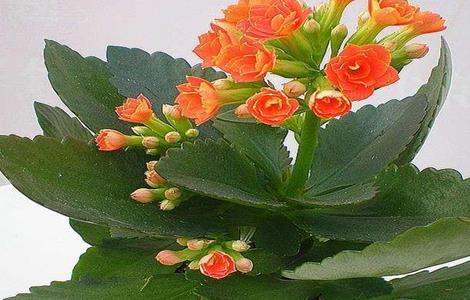 长寿花的养殖方法和注意事项（长寿花的养殖方法和注意事项浇水）