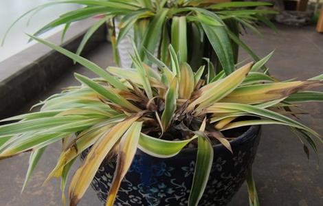 吊兰叶子发黄怎么回事 水培吊兰叶子发黄怎么回事