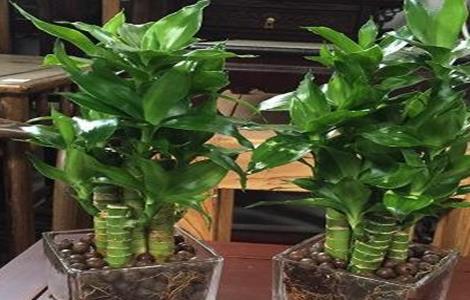 富贵竹怎么土养 富贵竹怎么土养才旺盛