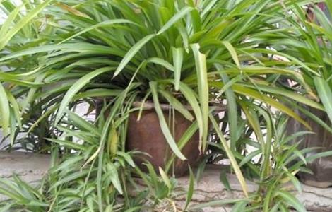 吊兰养殖方法和注意事项 金心吊兰的养殖方法和注意事项