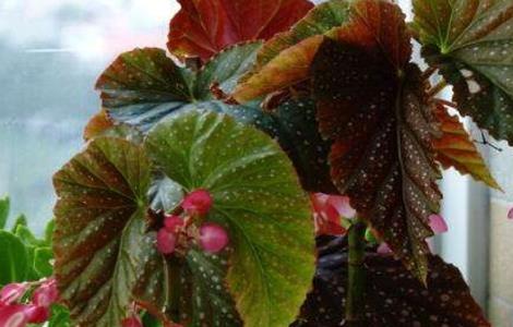 竹节海棠怎么施肥 竹节海棠怎么施肥施什么肥