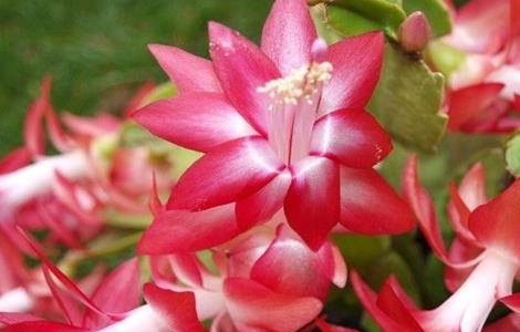 蟹爪兰养殖方法和注意事项（蟹爪兰的养殖方法和浇水）