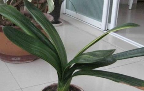 蝴蝶兰不开花的原因（为什么不建议养蝴蝶兰）