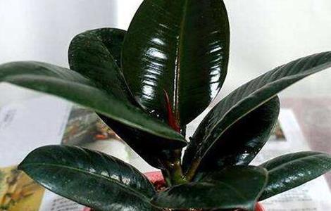 橡皮树养殖方法和注意事项（橡皮树的养殖方法和浇水）