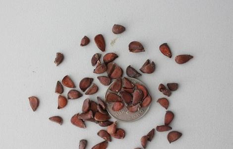 爬山虎种植季节 爬山虎一般几月份栽种