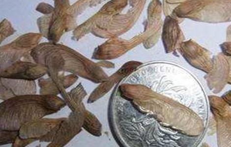 红枫树苗的种植方法（红枫树苗什么时候栽种）