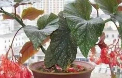 竹节海棠怎么矮化 竹节海棠怎么栽