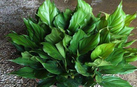 万年青养殖方法和注意事项 万年青养殖方法和注意事项 盆栽