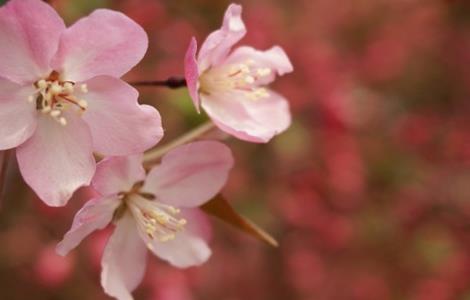 海棠花的养殖方法与注意事项 海棠花的养殖方法和注意事项养殖日记