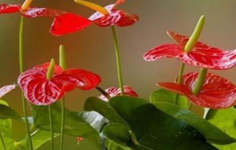 红掌不开花的原因及处理方法(红掌不开花的原因及处理方法图片)