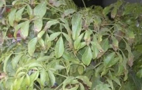 幸福树叶子发黄脱落的原因 幸福树叶子发黄掉落是什么原因