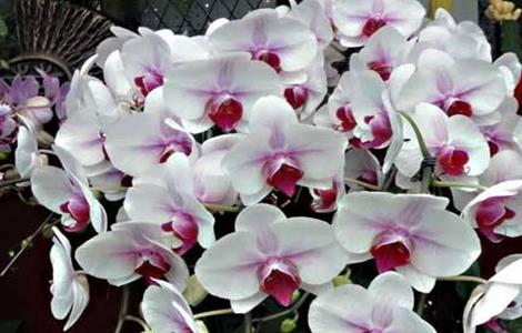 蝴蝶兰的养护要点 蝴蝶兰养护和管理的方法及要点