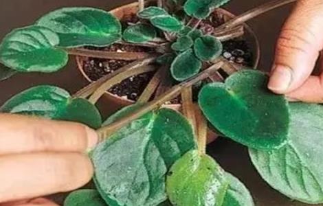 紫罗兰扦插繁殖技术（紫罗兰怎样扦插繁殖）