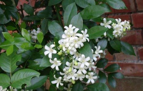 七里香的养殖方法和注意事项（七里香花的养殖方法）