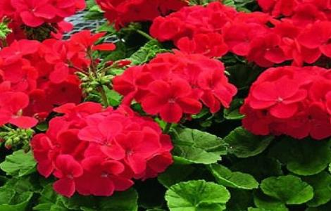 天竺葵的养殖方法及注意事项 天竺葵的养殖方法及注意事项视频