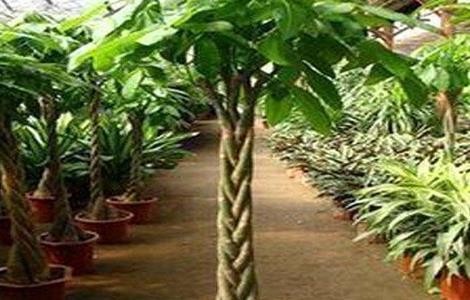 招财树的养殖方法（发财树的养殖方法和浇水）