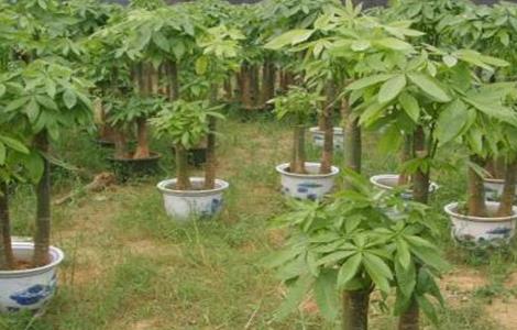 招财树的养殖方法 招财树
