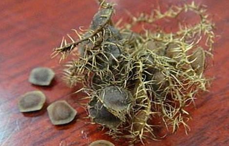 含羞草种子怎么种植(含羞草种子怎么种植是什么季节种)