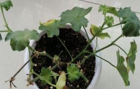 天竺葵叶子发黄怎么回事 天竺葵叶子发黄怎么回事儿