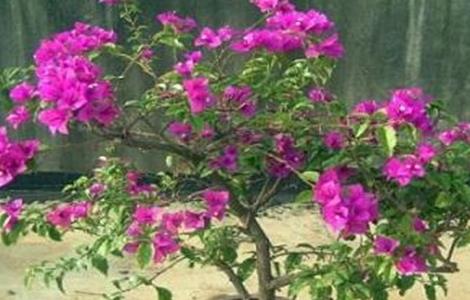 三角梅的养殖方法和注意事项（三角梅的养殖方法和浇水）