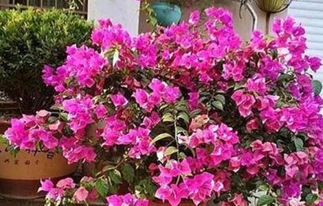 三角梅的养殖方法和注意事项