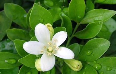 九里香什么时候开花（九里香什么时候开花?）