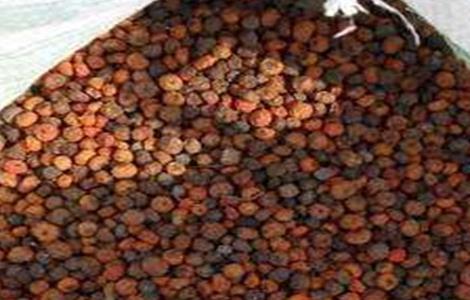 火棘种子怎么种(火棘种子怎么种的)