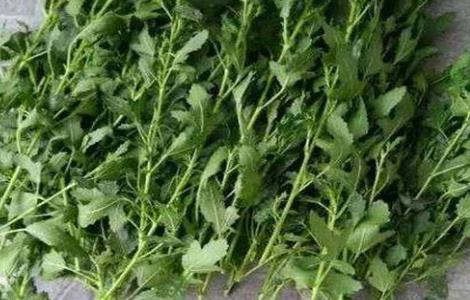 木槿树苗什么时候移栽 木槿花树苗什么时候种植