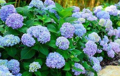 绣球花养殖方法和注意事项 绣球花养殖方法和注意事项视频