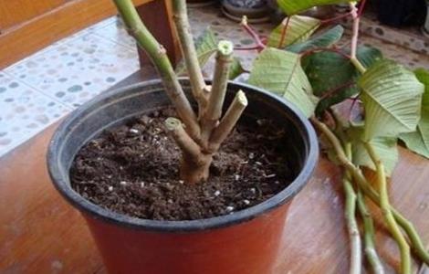 一品红的繁殖方法（一品红的繁殖方法和注意事项）