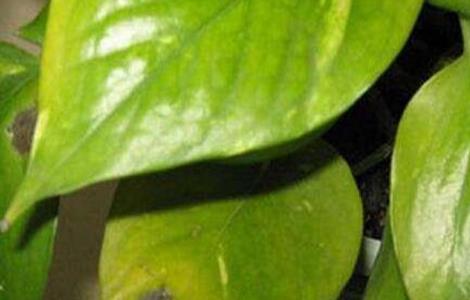 绿萝叶子发黄怎么回事 绿萝叶子发黄的原因以及解决方法